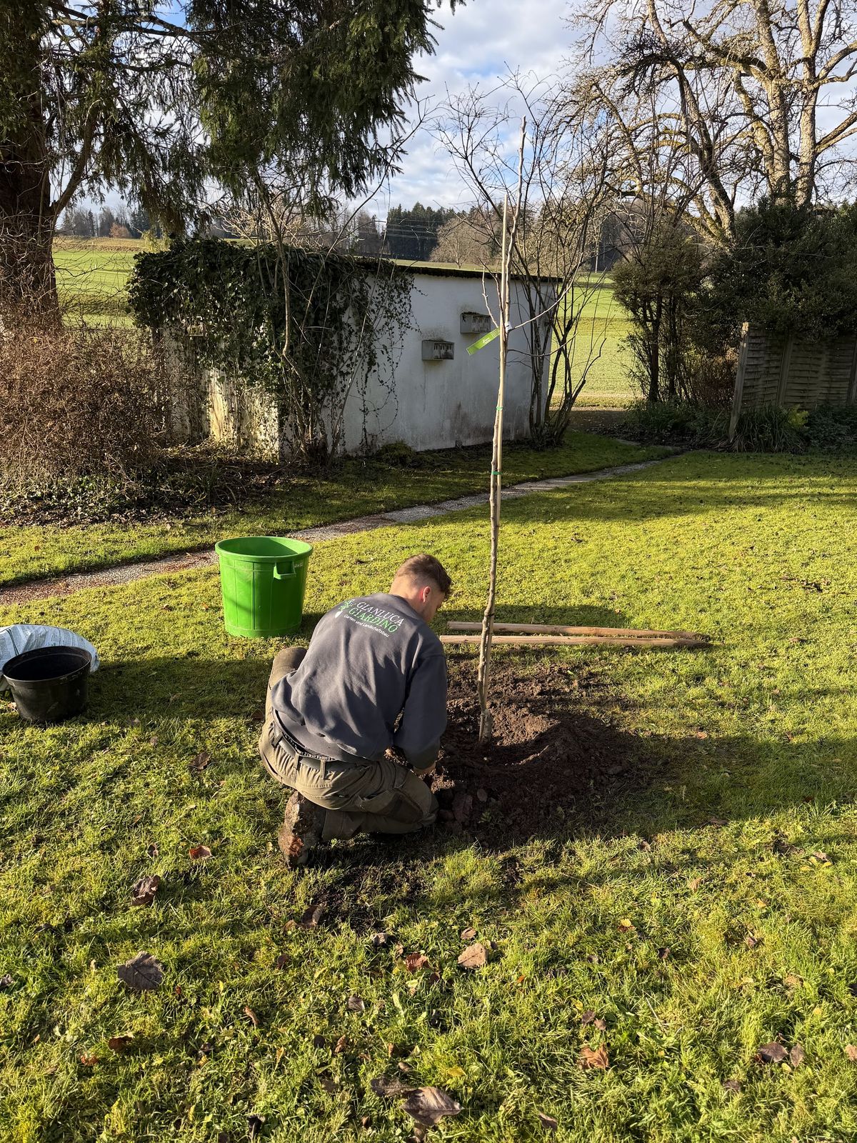 Gärtner pflanzt einen jungen Baum in den Rasen