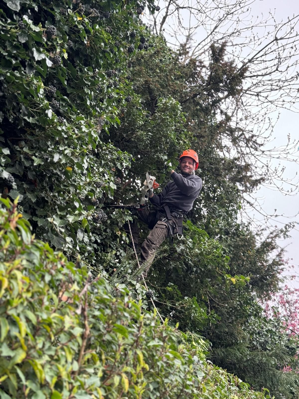 Baumpfleger im Seil in einer hohen Hecke