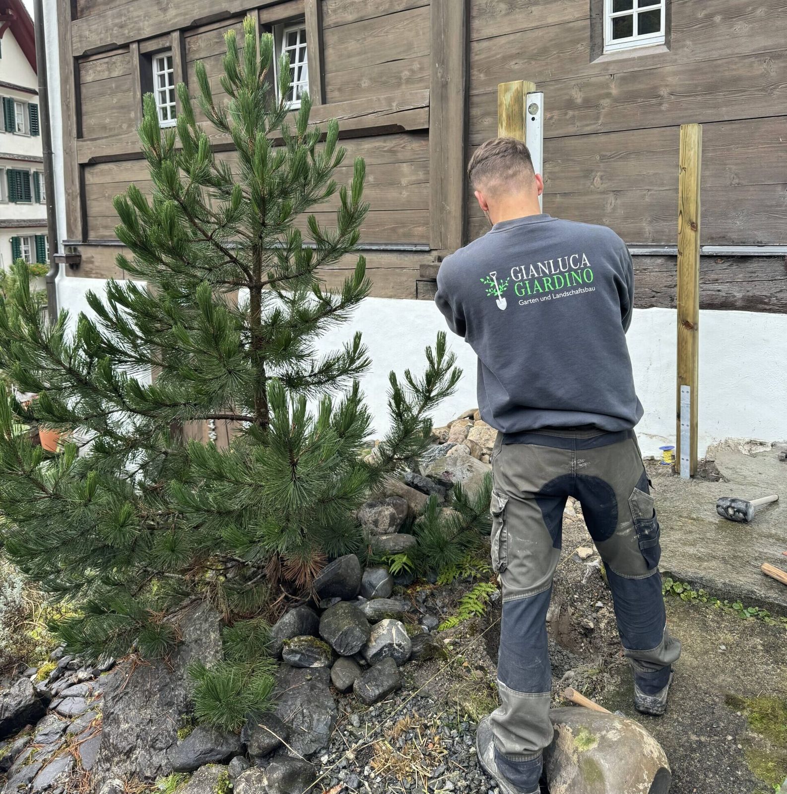 Gärtner im Arbeitshemd mit Giardino-Logo beim Setzen einer Kiefer vor einer Steinmauer